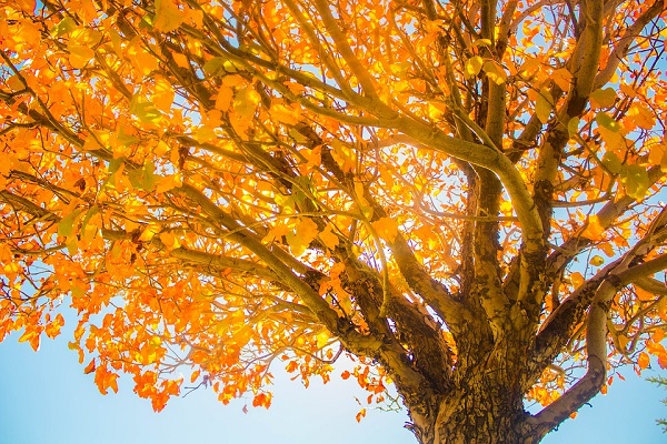 arbre automne Image par DistantSpace de Pixabay