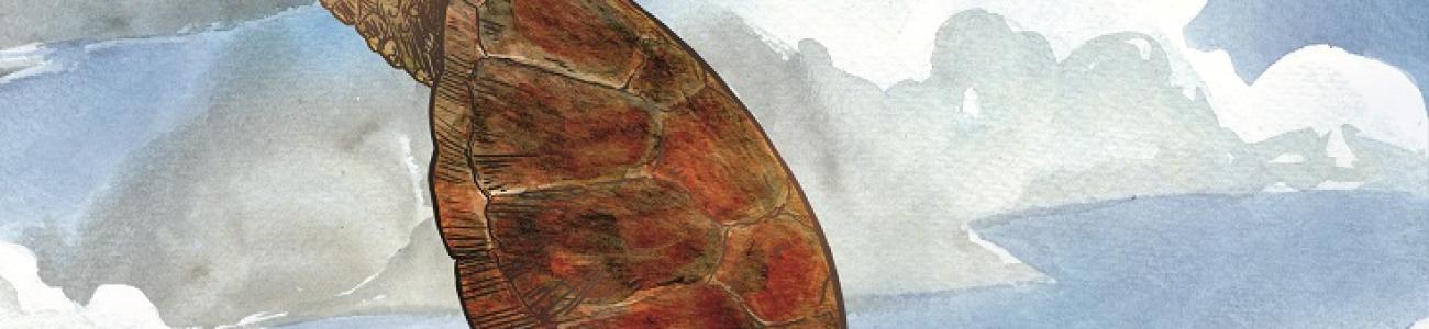 illustration Mathieu Bertrand. Dessin tortue géante